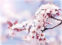 唯美樱花特写高清图片