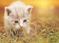 蓝色眼睛小猫咪可爱图片