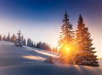 雪松落日风景图片