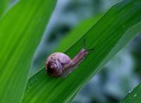 小蜗牛在叶子上面高清图片