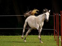 围栏内白色骏马高清图片