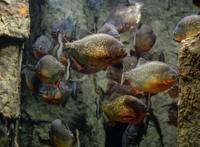 食人鱼鱼群高清图片