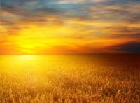 夕阳下的美丽金秋草原图片