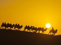 大漠落日赶骆驼人图片