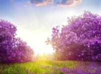 紫色薰衣草唯美图片