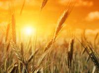 大麦穗高清图片