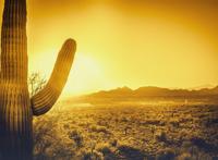 晨光下面的巨大仙人掌高清图片