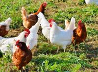 吃草中的农家小鸡图片