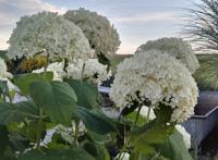 白色八仙花真实实拍图片