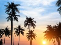 落日下的椰子树高清图