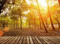 森林公园落叶树下木板图片