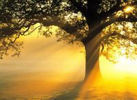 阳光透过大树早晨唯美图片