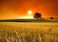 落日下的大树麦田图片