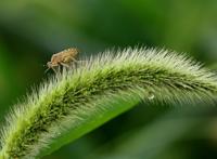 狗尾草上面的放屁虫图片