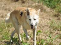 草地上的田园犬图片