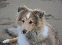 趴在地上的牧羊犬图片