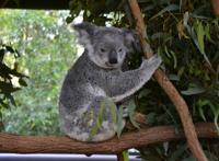 坐在树上的考拉宝宝图片