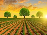 有条须的绿色农作物和大树农田图片