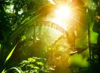 绿色茂密的热带丛林图片