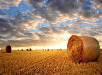 麦田卷起的草垛图片