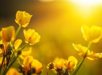 油菜花近景高清图片