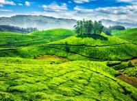 绿色的梯田块状唯美图片