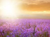 阳光下唯美的紫色薰衣草图片