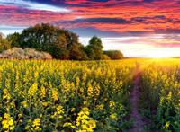 盛开的油菜花图片