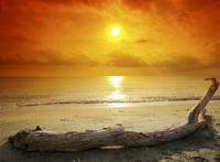 海边夕阳被冲上岸的枯树图片