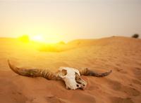 荒芜的沙漠中动物的角和头骨图片