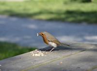 正在吃食中的小鸟图片