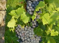 丰收中成熟的紫色小葡萄窜图片