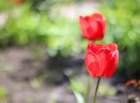 两朵红色的郁金香高清近景图片