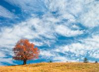 秋天树叶变黄草地变黄山丘图片