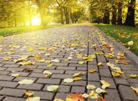公园石砖路面掉落的梧桐树树叶秋天图片