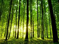 充满绿色的阳光树林图片