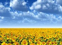 天空下一大片向日葵图片
