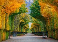 公路两旁的树木被修剪艺术图片