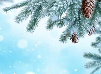 松针树叶被厚厚的白雪覆盖图片