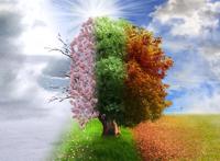 一棵大树三种颜色特效图片