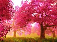 茂盛的红色树林唯美图片