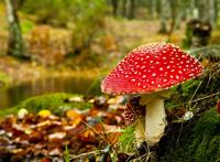 树林中一棵红色的大蘑菇图片