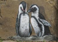 未成年的两只企鹅图片