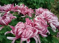 盛开的红色菊花图片