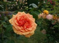 盛开的橙色月季图片