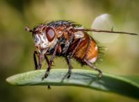 近景高清叶子上面的蜜蜂图片