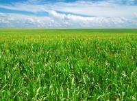 一望无际的包谷地茂盛成长图片