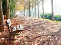 落满梧桐树叶的公园小路还有长椅