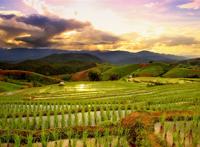 插满稻秧的梯田美景图片