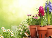 盆景花朵唯美素材图片